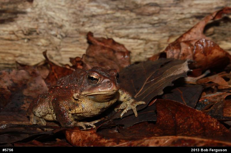 Eastern American Toad
