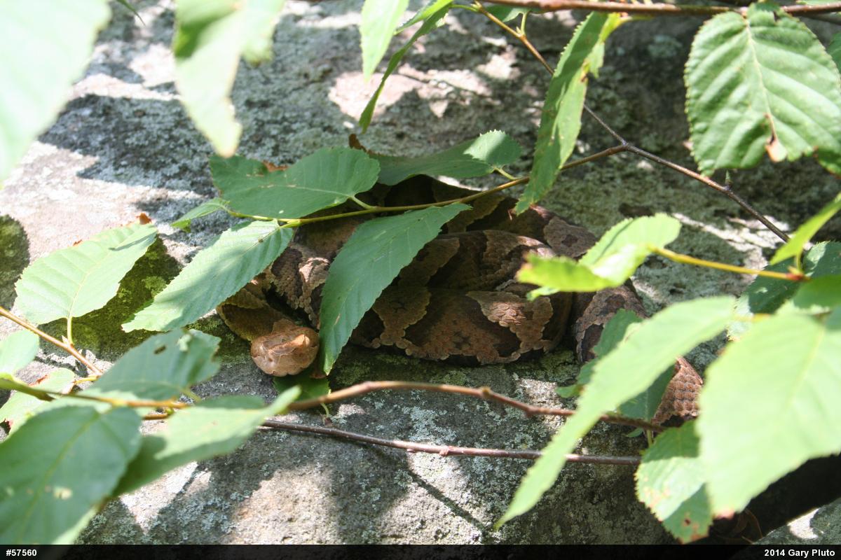 Northern Copperhead