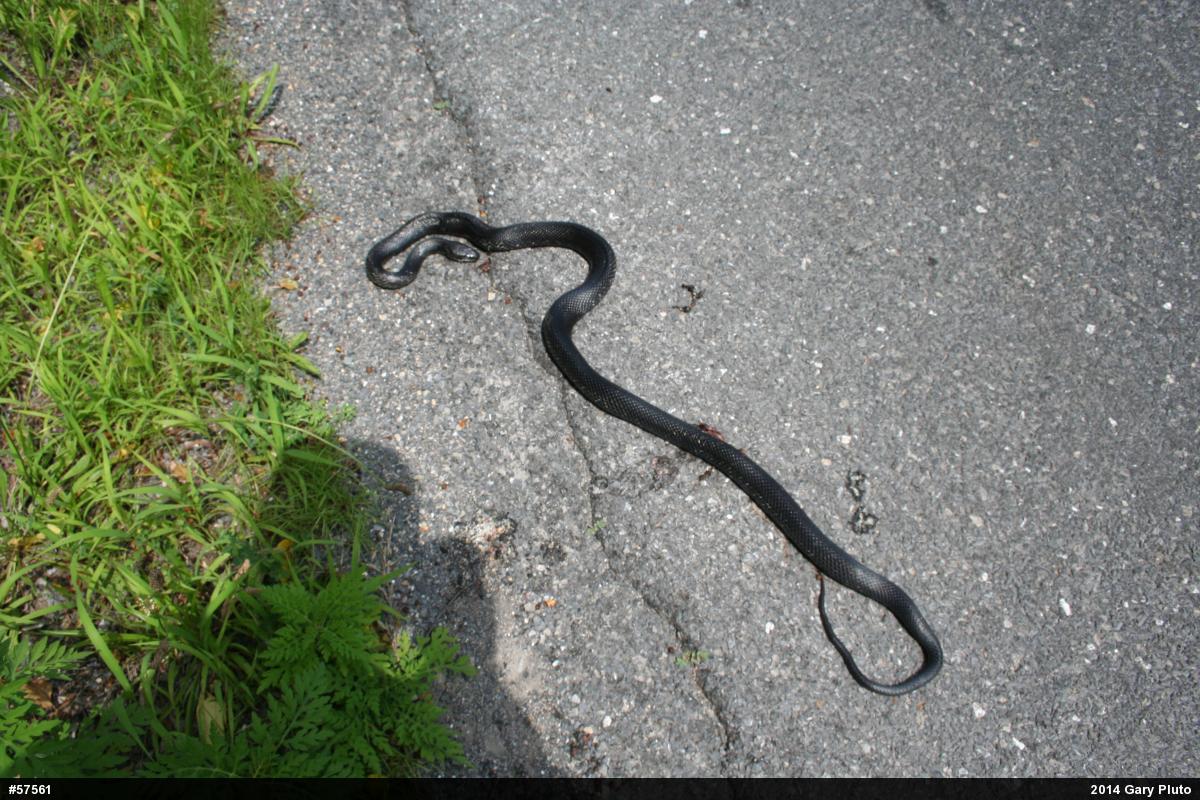 Eastern Ratsnake