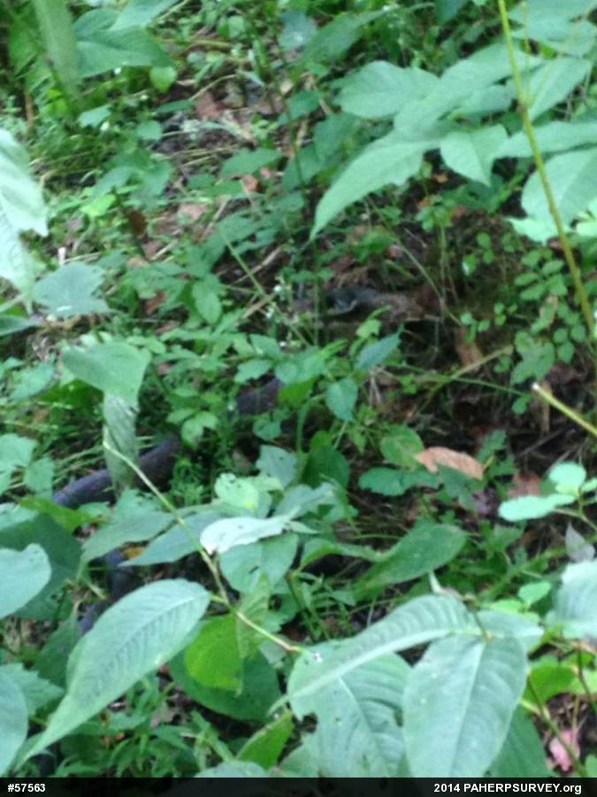 Eastern Ratsnake