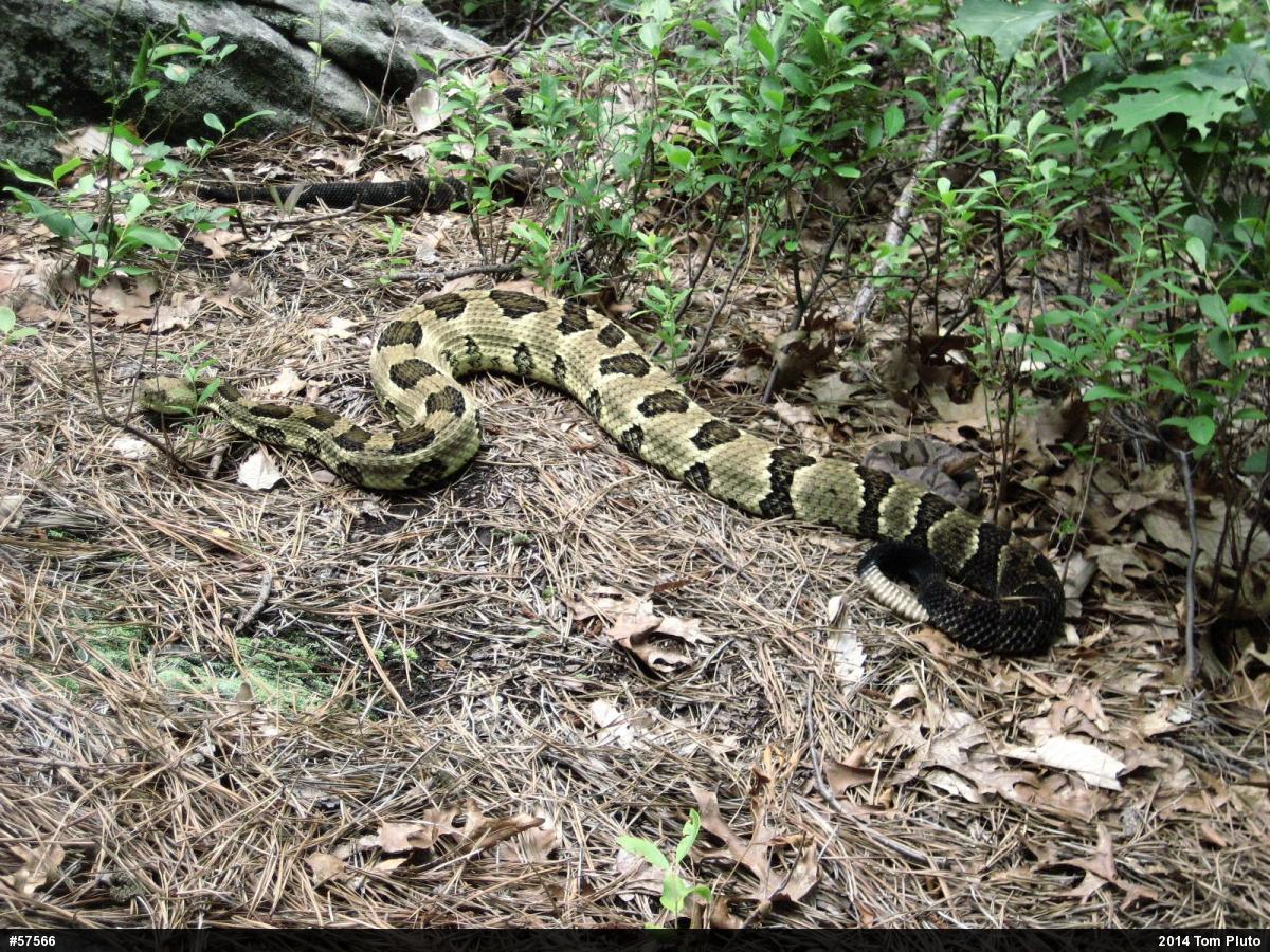 Timber Rattlesnake