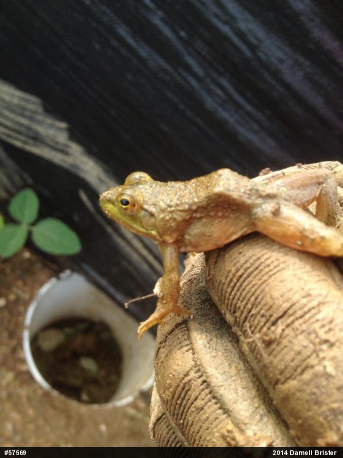American Bullfrog