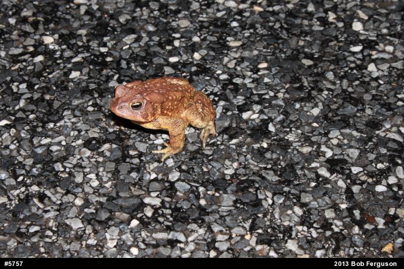 Eastern American Toad