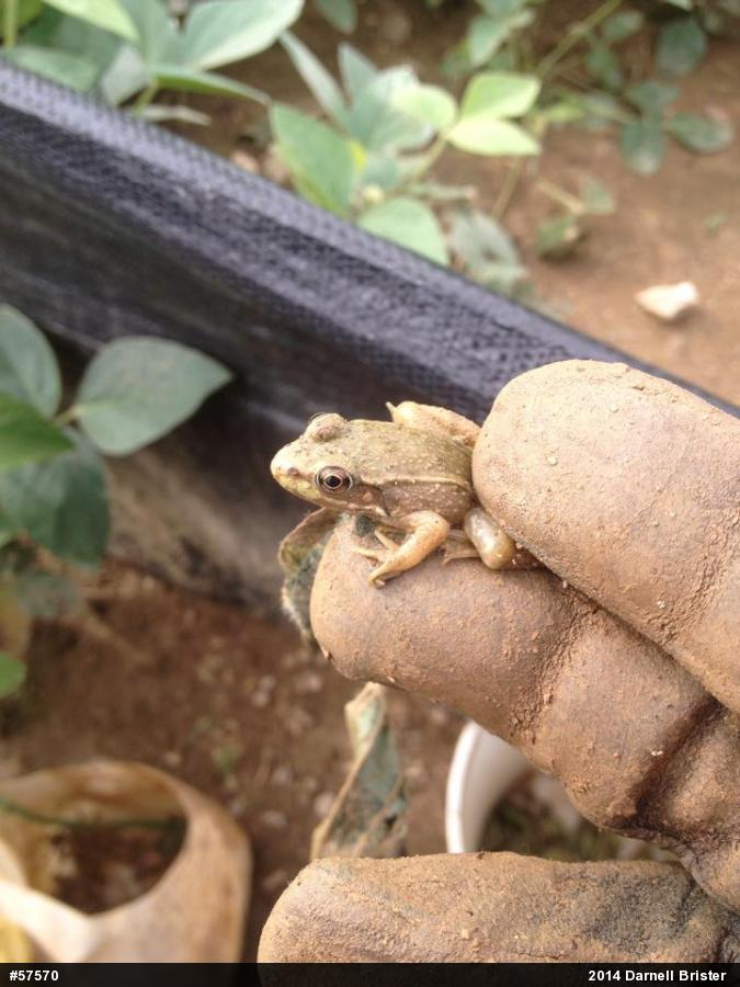 Green Frog