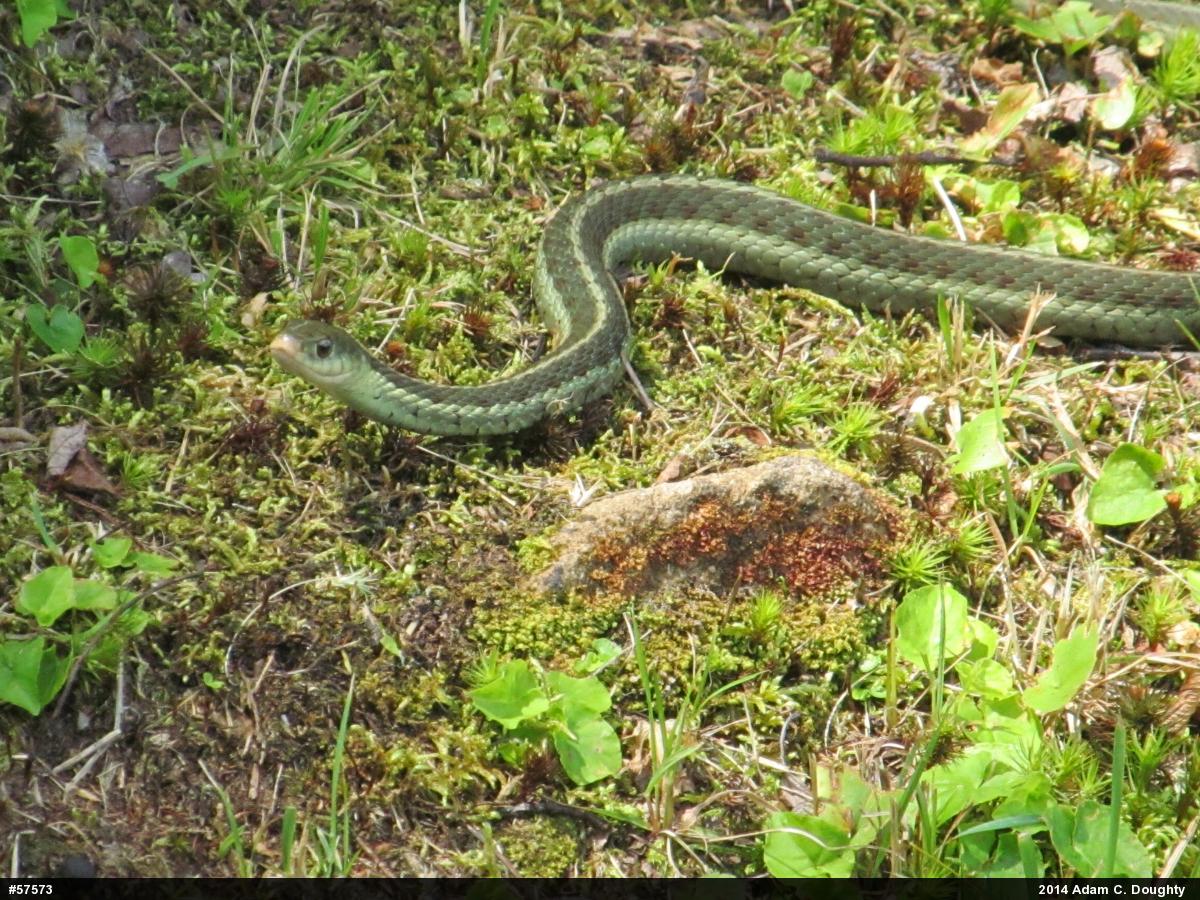 Eastern Gartersnake