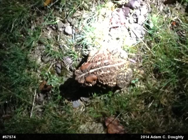Eastern American Toad