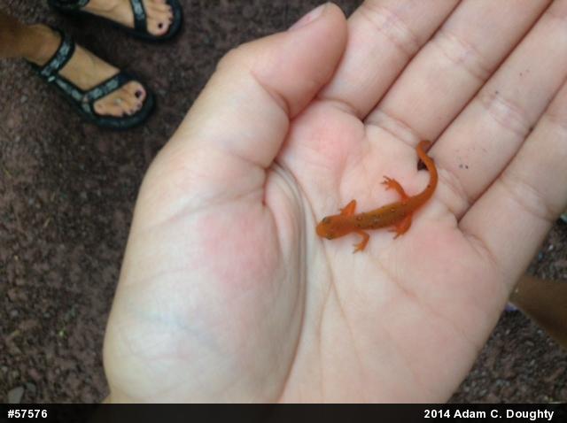 Red-spotted Newt