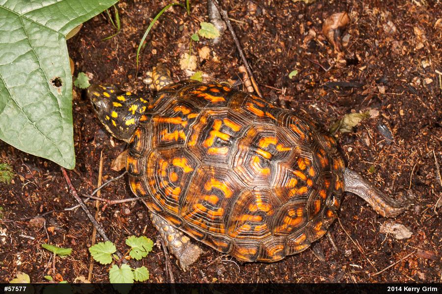 Eastern Box Turtle