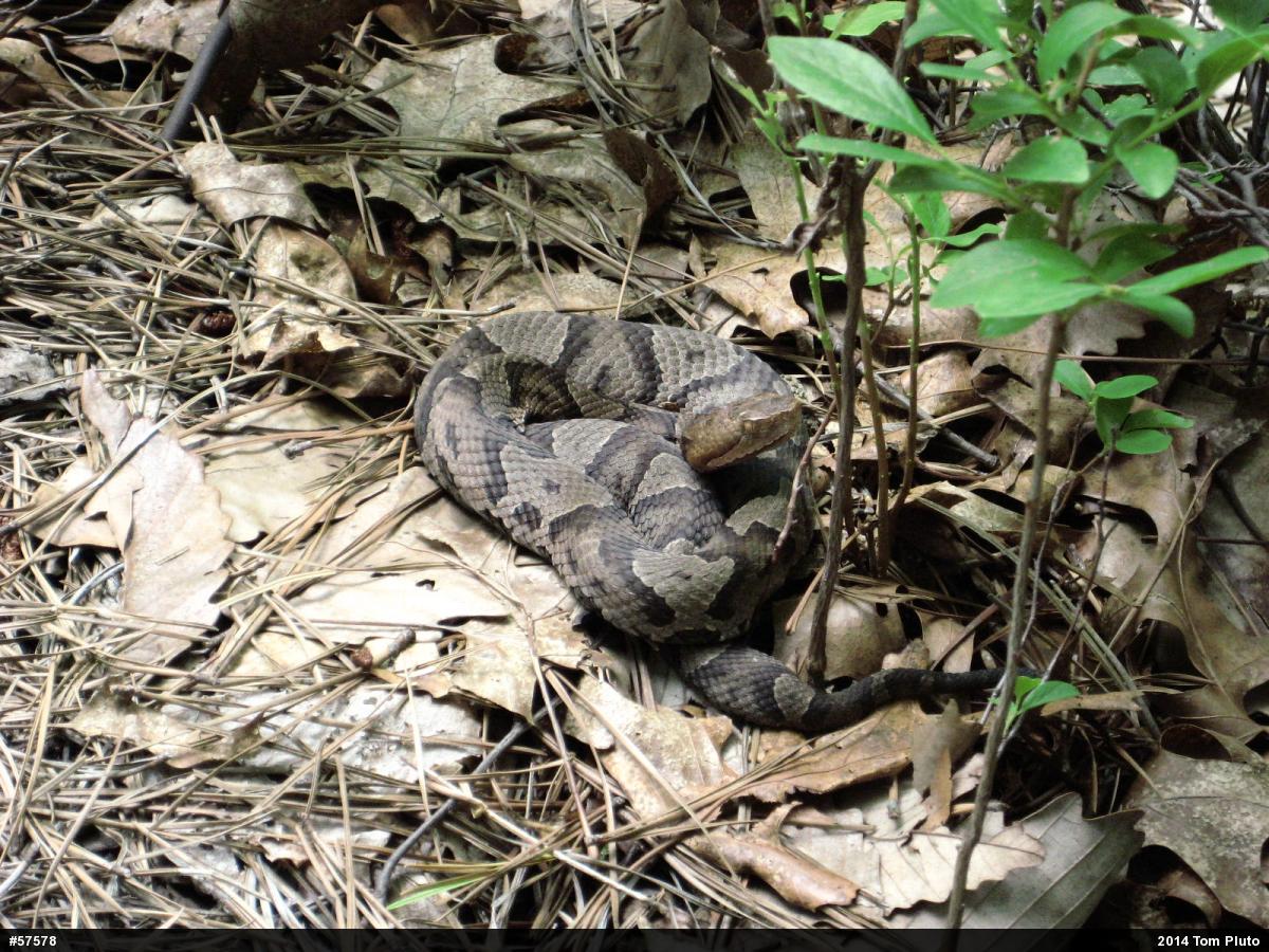 Northern Copperhead