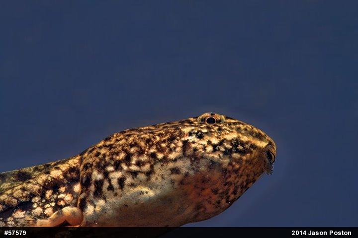 Pickerel Frog