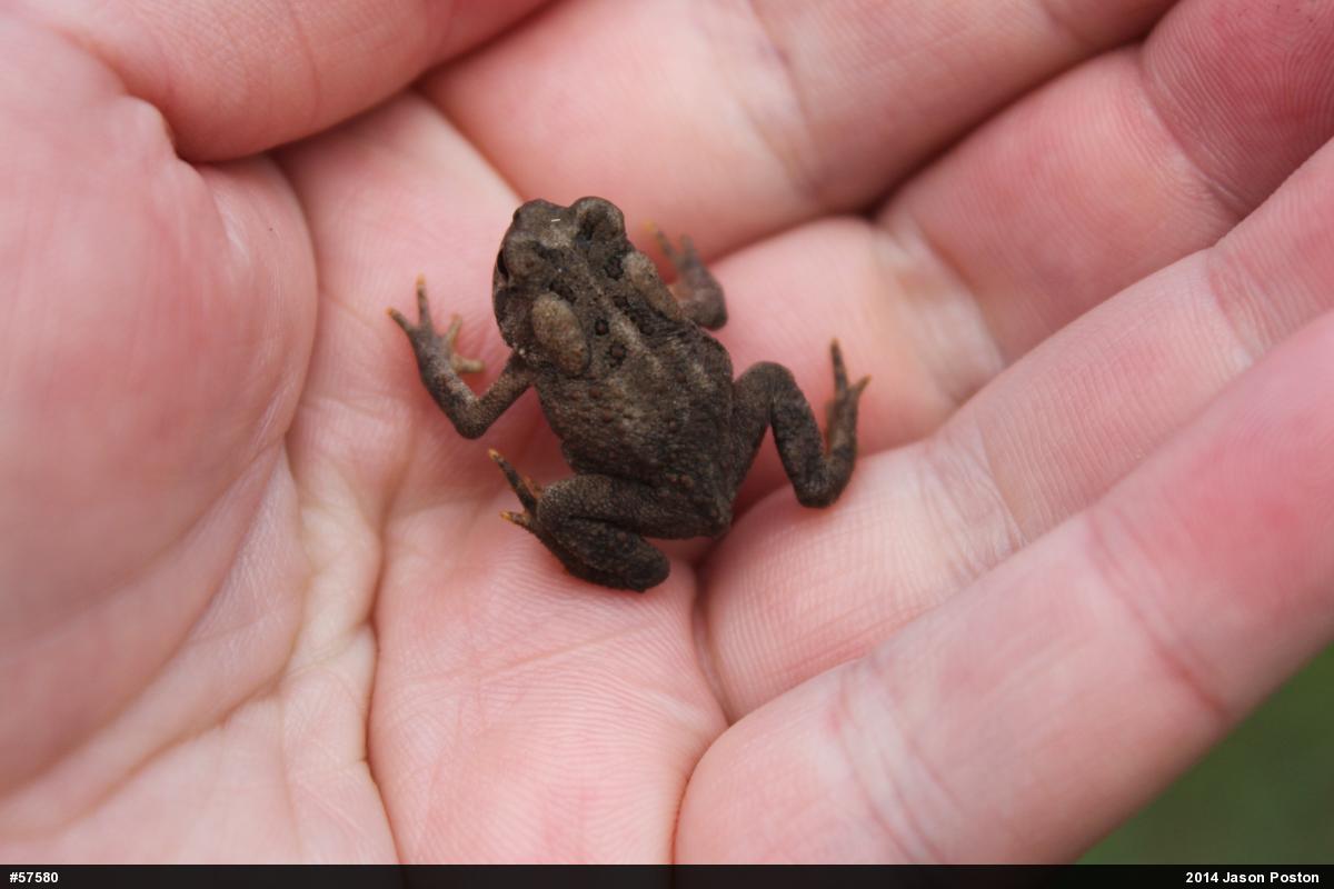 Eastern American Toad