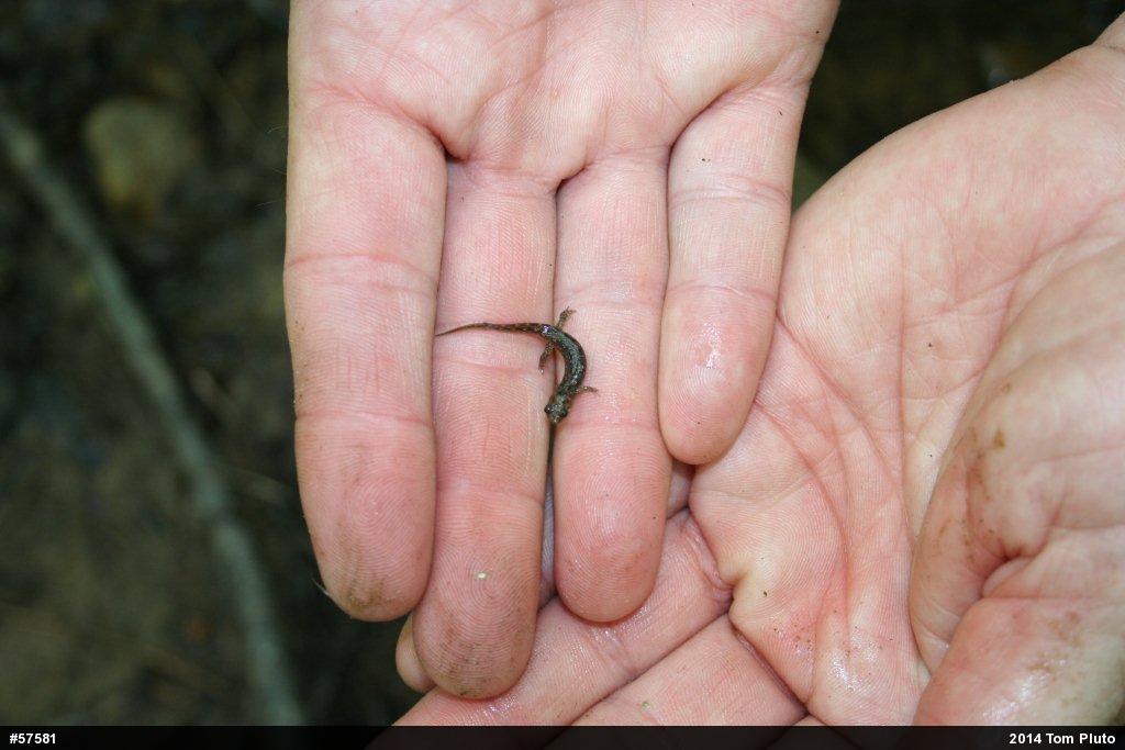 Seal Salamander