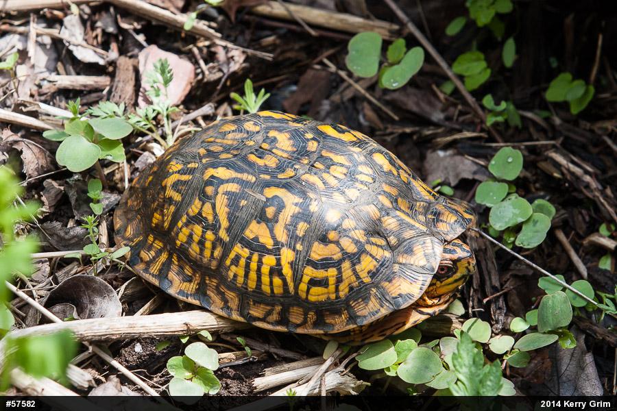 Eastern Box Turtle