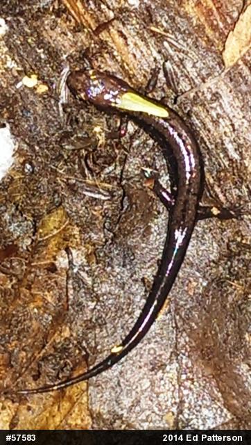 Allegheny Mountain Dusky Salamander