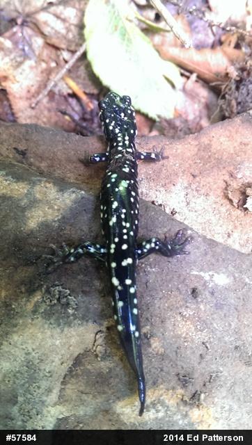 Northern Slimy Salamander