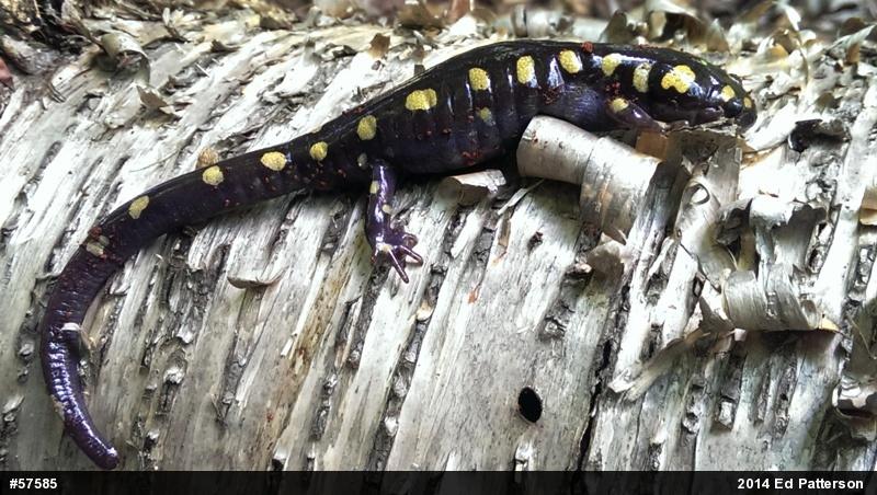 Spotted Salamander