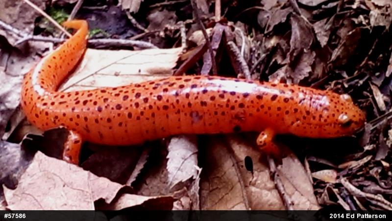 Northern Red Salamander