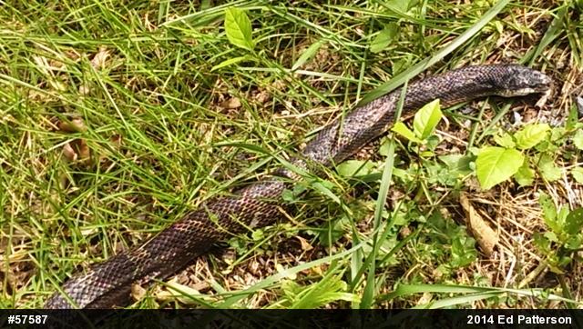 Eastern Ratsnake