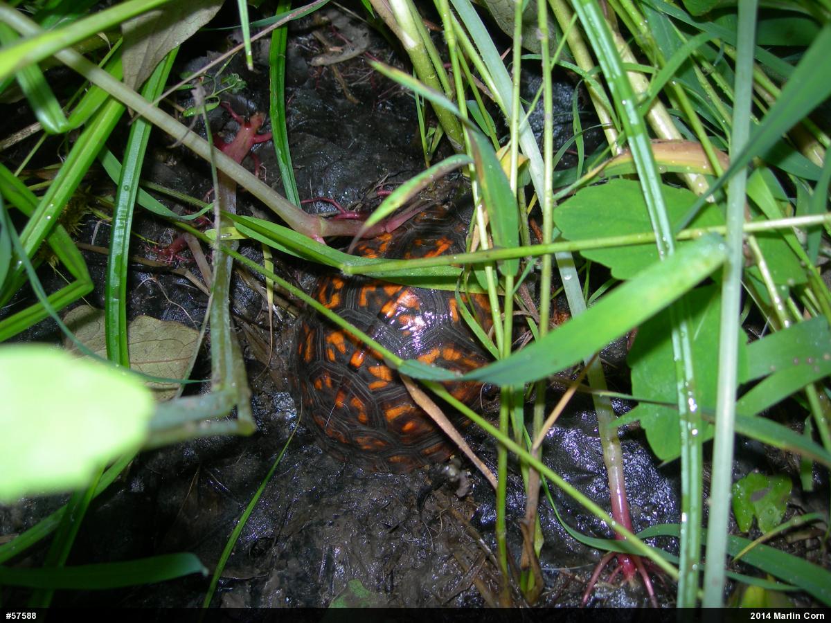 Eastern Box Turtle
