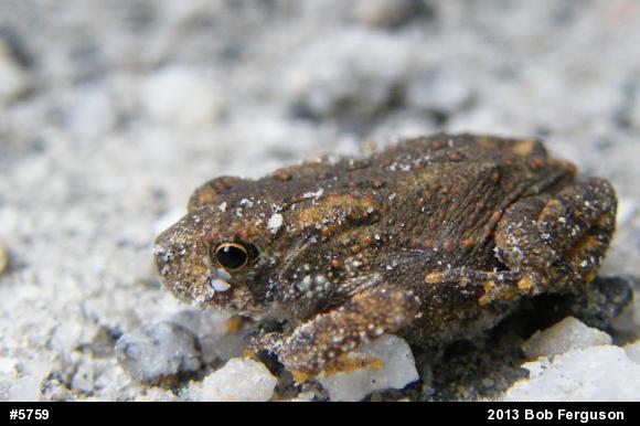 True Toads
