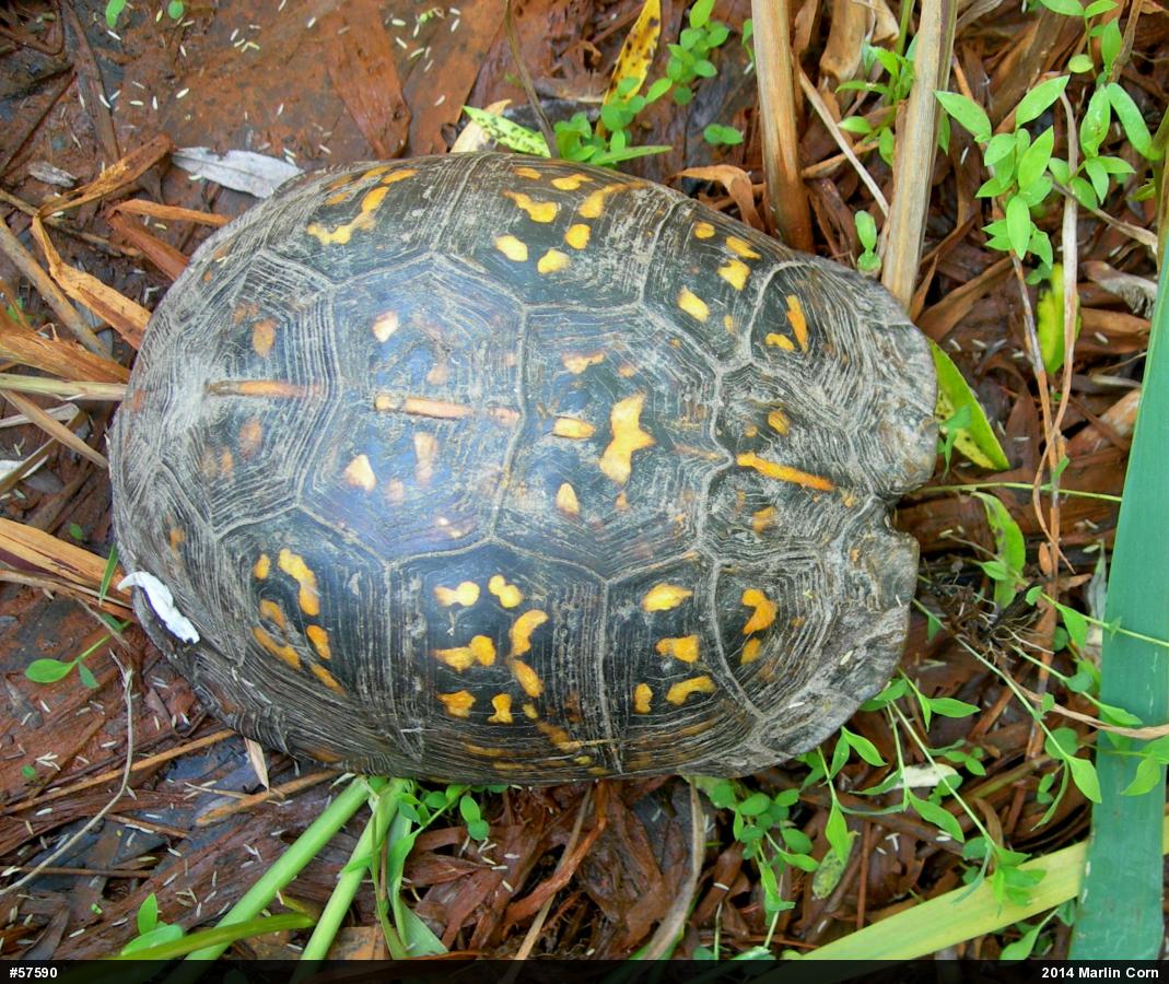 Eastern Box Turtle