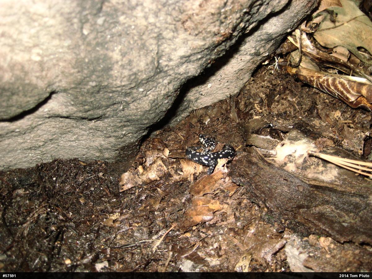 Northern Slimy Salamander