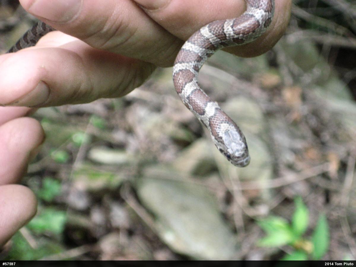 Eastern Milksnake