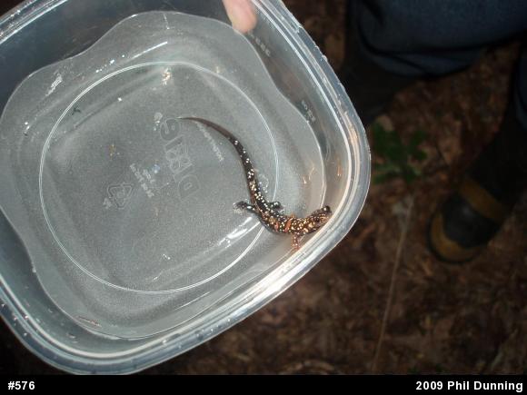 Northern Slimy Salamander