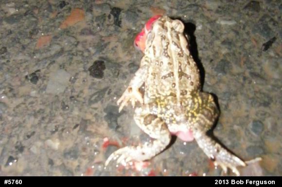 Fowler's Toad