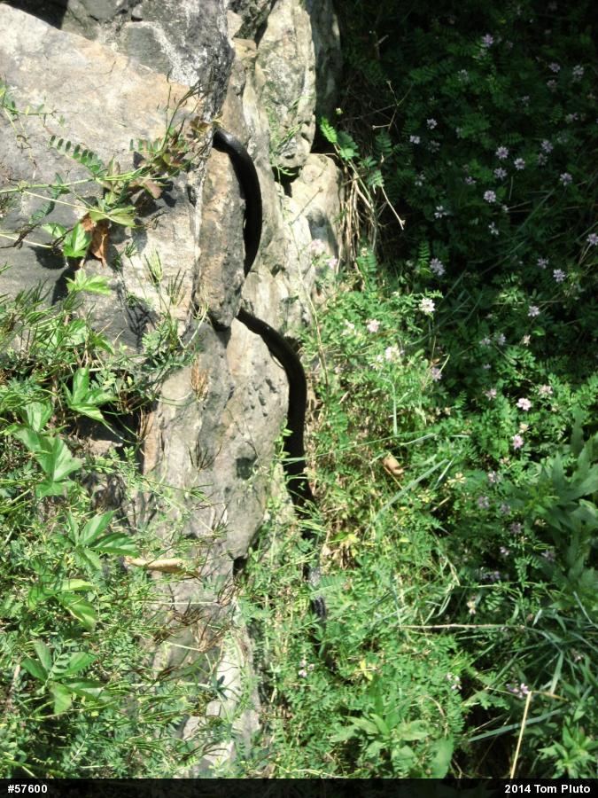 Northern Black Racer