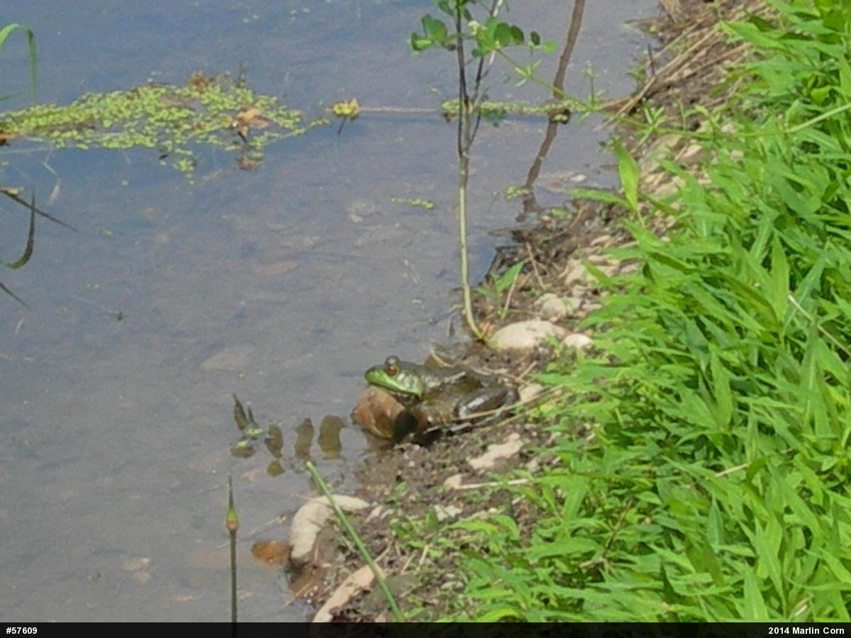 American Bullfrog