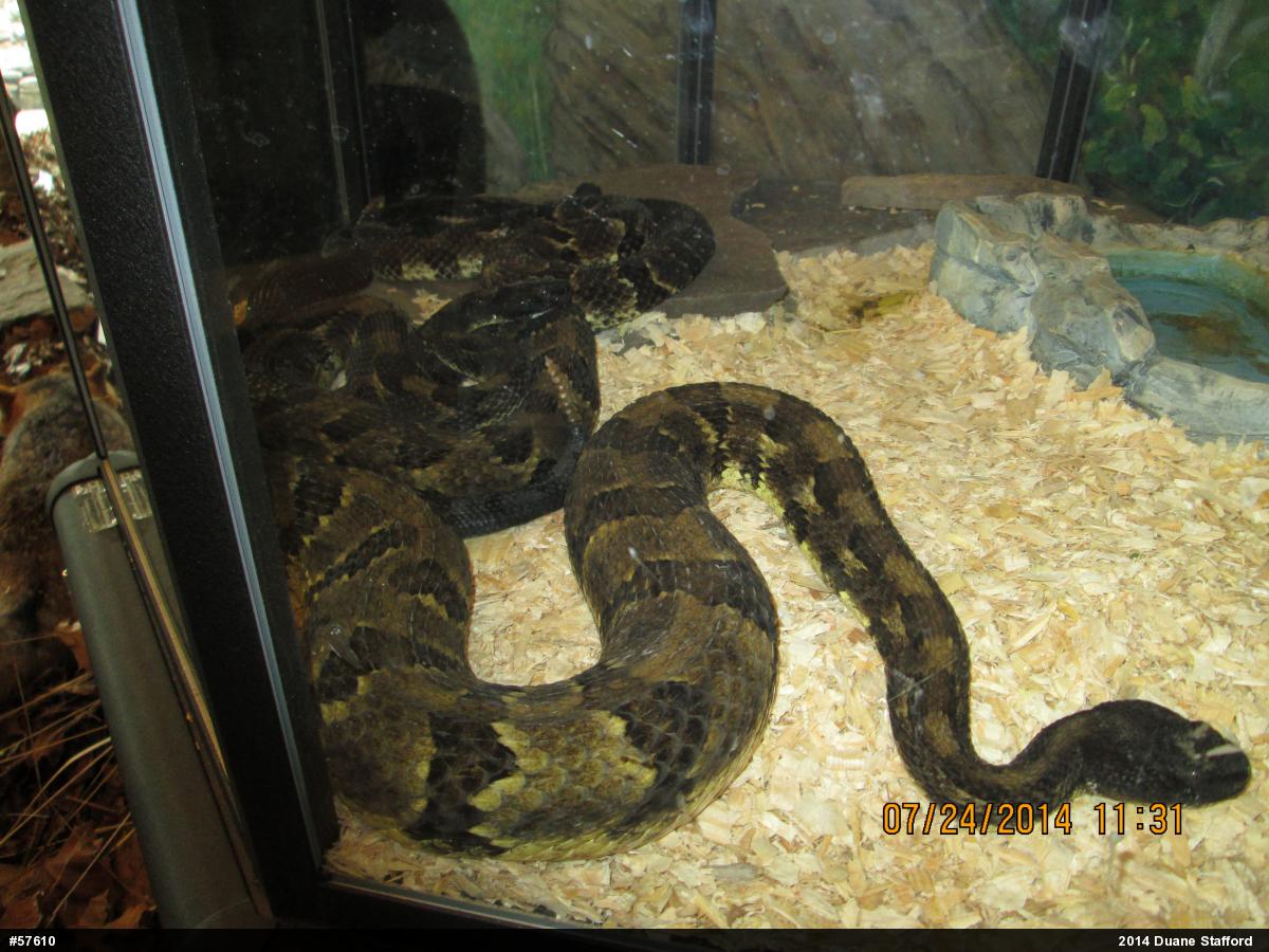 Timber Rattlesnake
