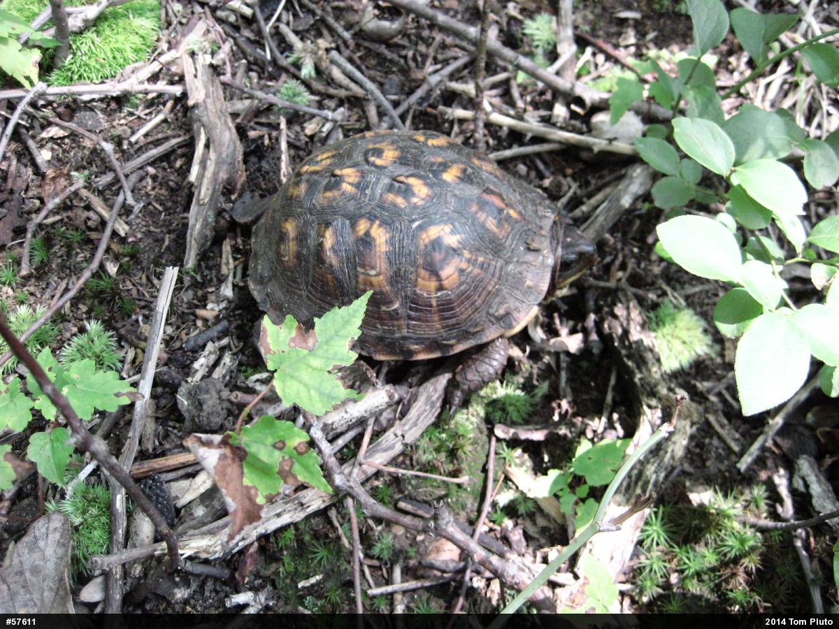 Eastern Box Turtle
