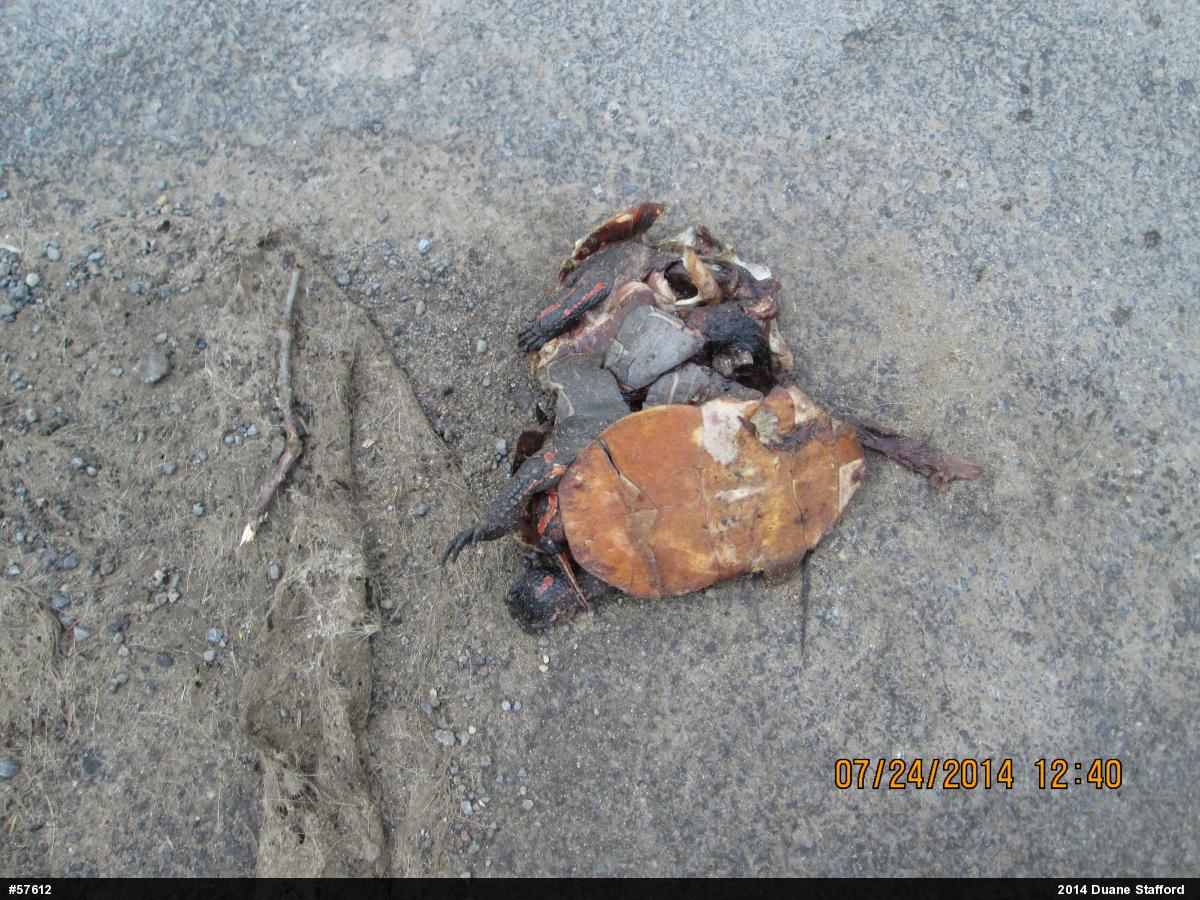 Painted Turtle