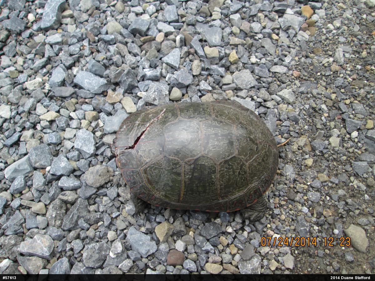Midland Painted Turtle