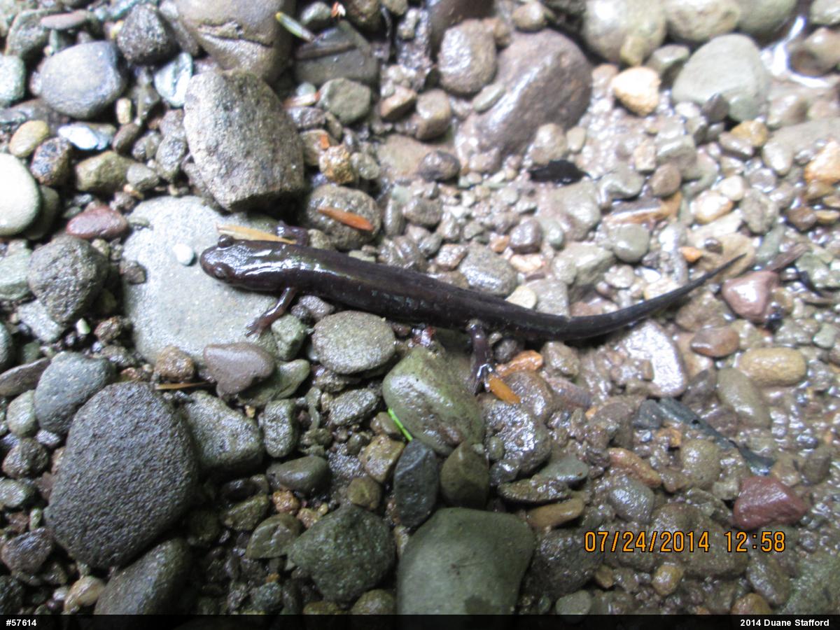 Allegheny Mountain Dusky Salamander