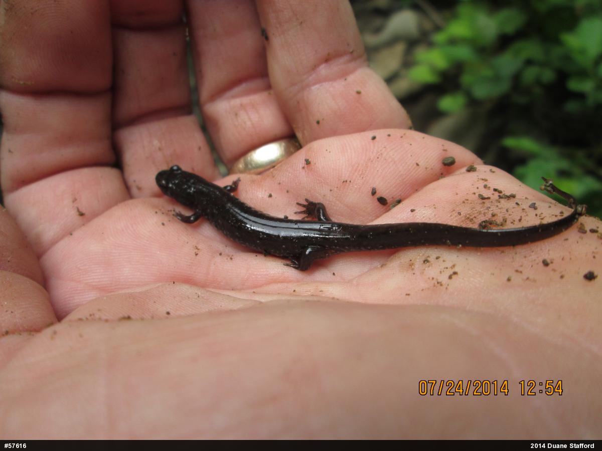 Northern Dusky Salamander