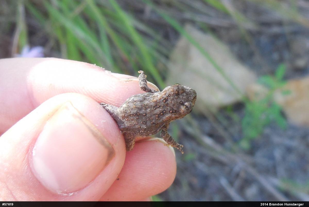 Eastern American Toad