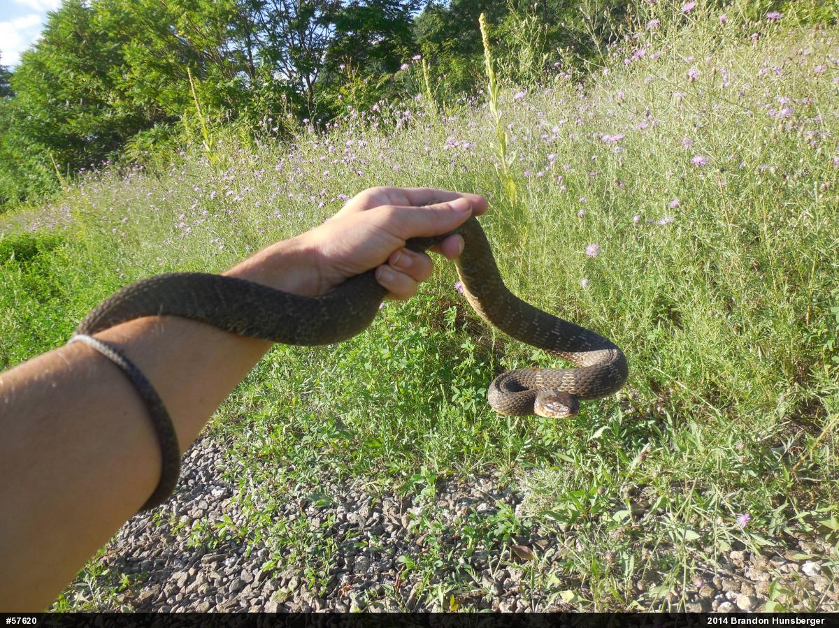 Northern Watersnake