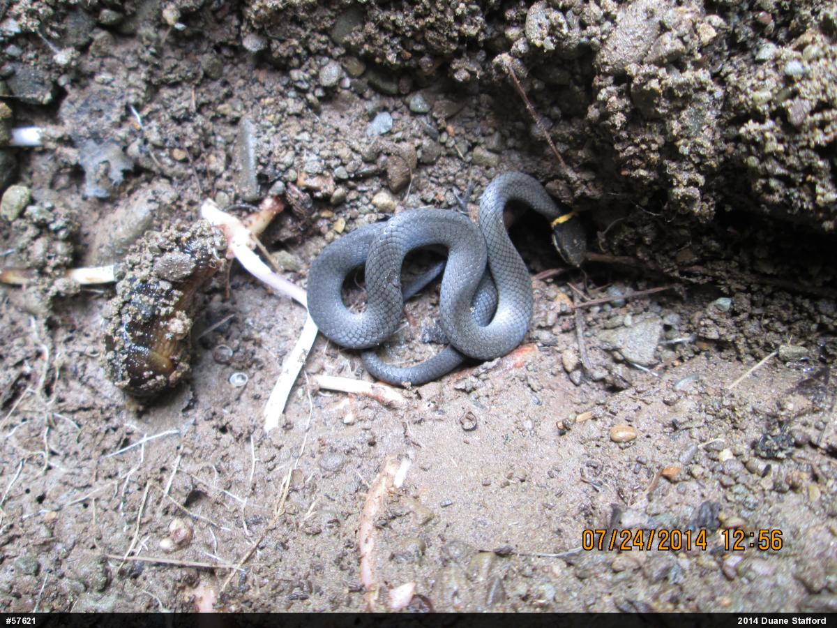 Northern Ring-necked Snake