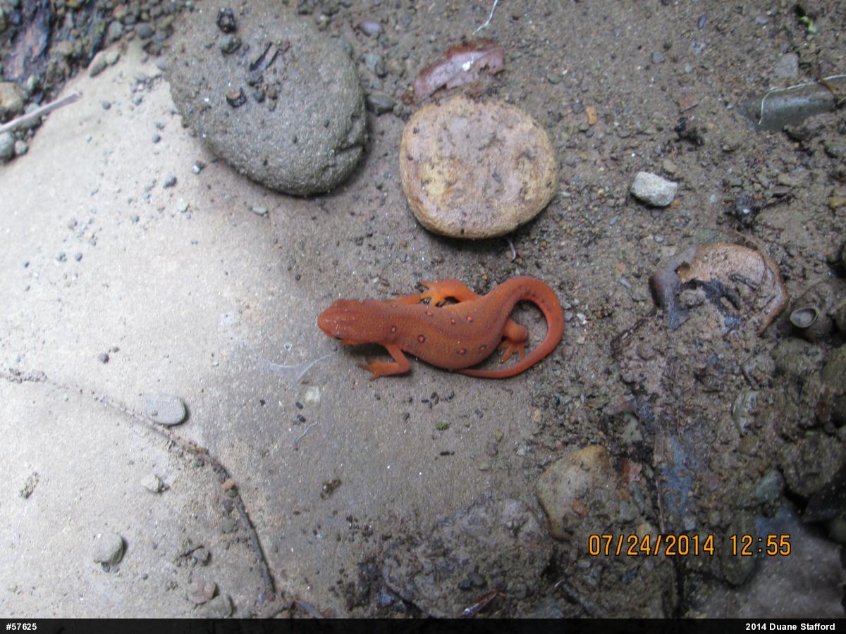 Red-spotted Newt