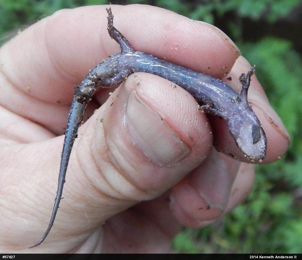 Dusky Salamanders