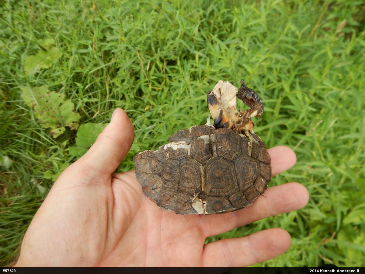 Wood Turtle