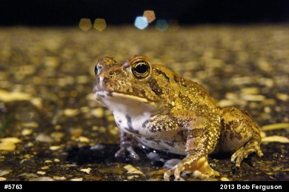True Toads
