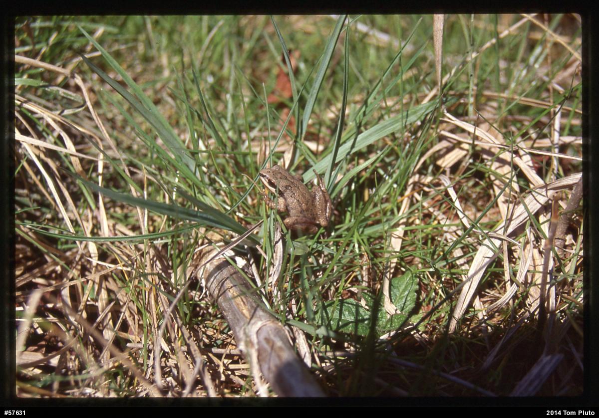 Upland Chorus Frog