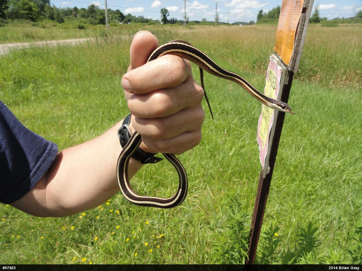Northern Ribbonsnake