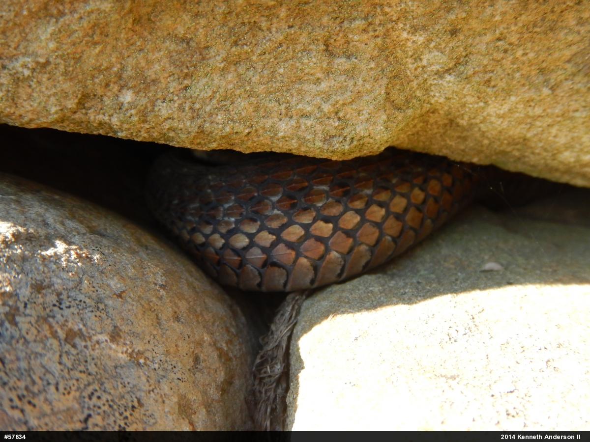 Eastern Gartersnake