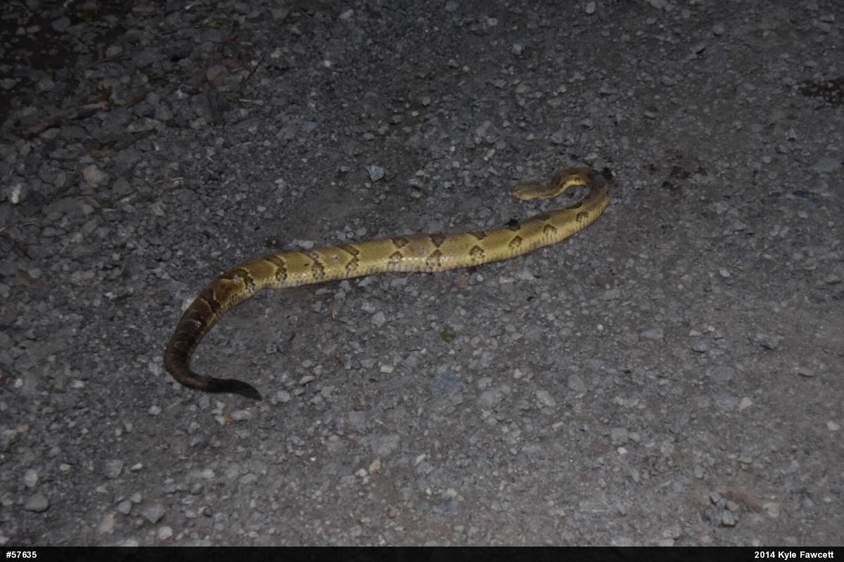 Timber Rattlesnake