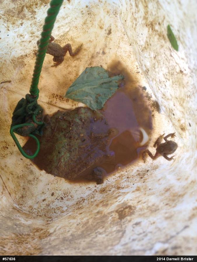 Eastern American Toad