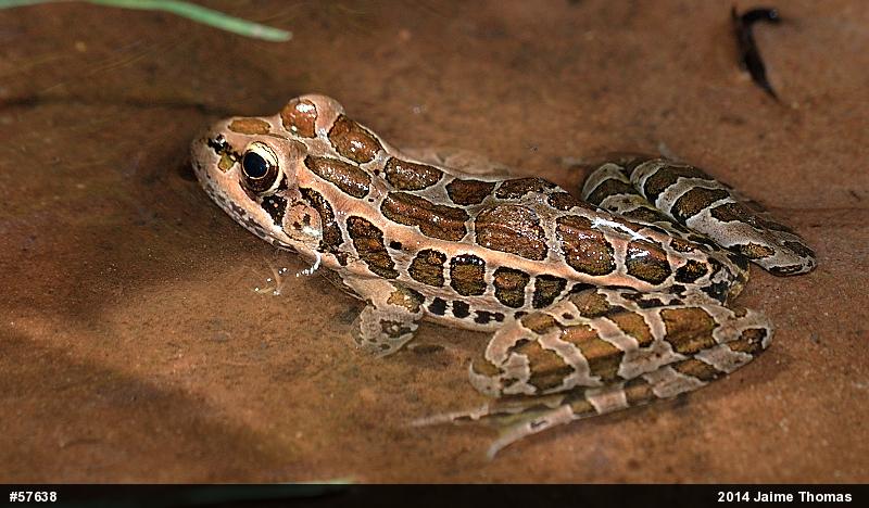 Pickerel Frog